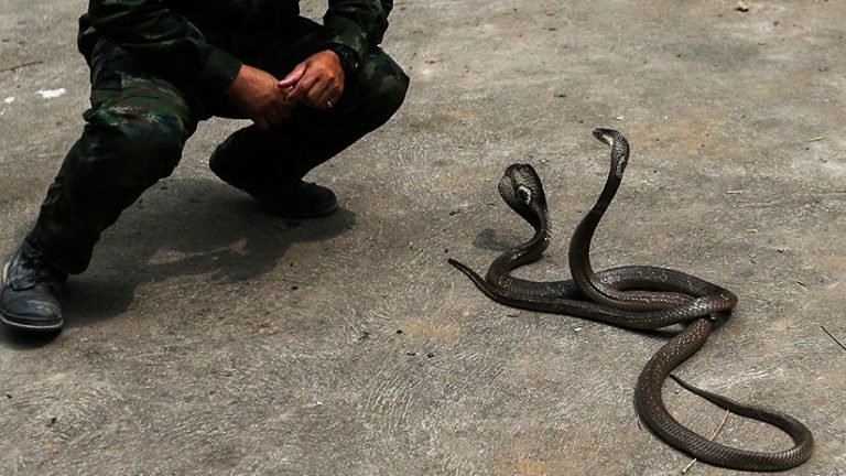 Famoso Encantador De Serpientes Muere Intentando Atrapar Una Cobra La Unión 0306