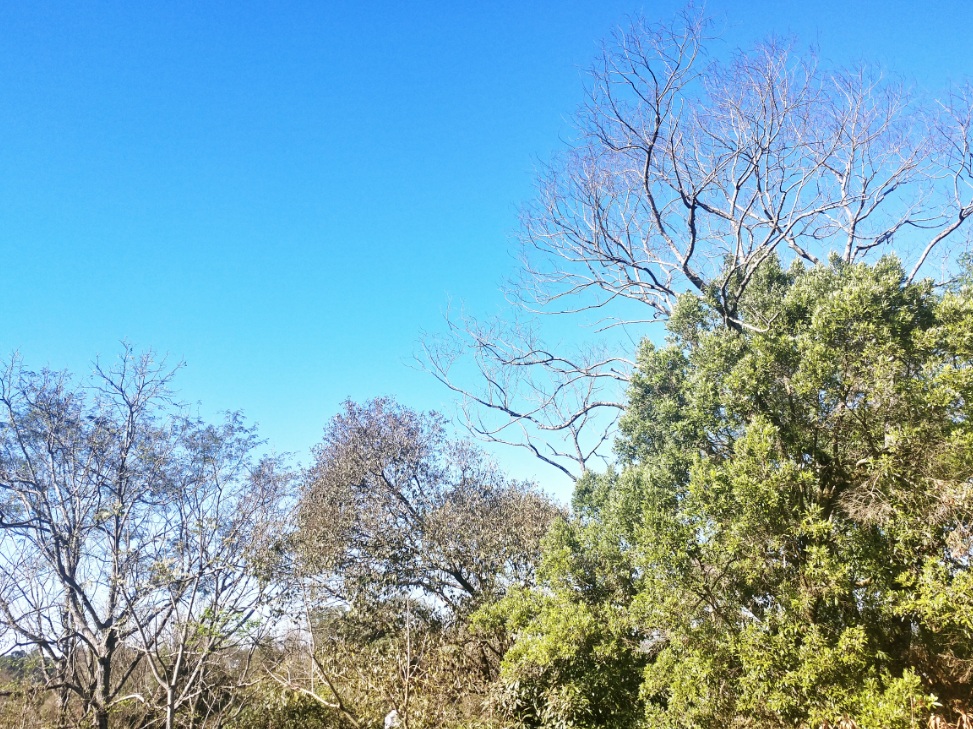 Miércoles fresco a cálido y soleado, pronostica Meteorología