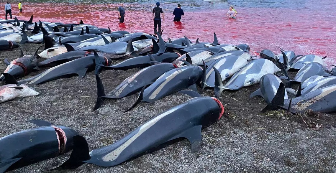 Indignación por matanza de delfines: a cuchillo sacrificaron a más de 1.400 ejemplares